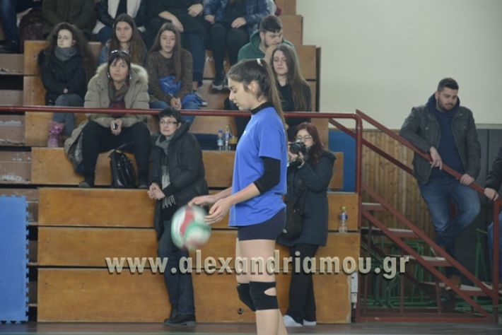 volley _1ogel-kassandra032